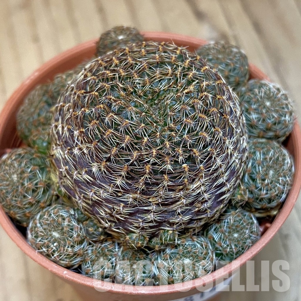 SHND29814 Rebutia heliosa v. condorensis