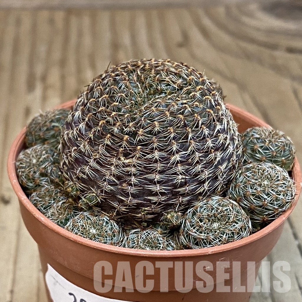 SHND29814 Rebutia heliosa v. condorensis - Image 2