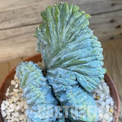 SH29815 Myrtillocactus geometrizans f. cristata