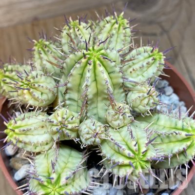 SHND29786 Euphorbia aggregata f. variegata