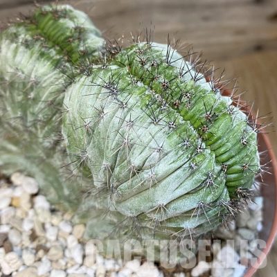 SH29817 Polaskia chichipe f. cristata