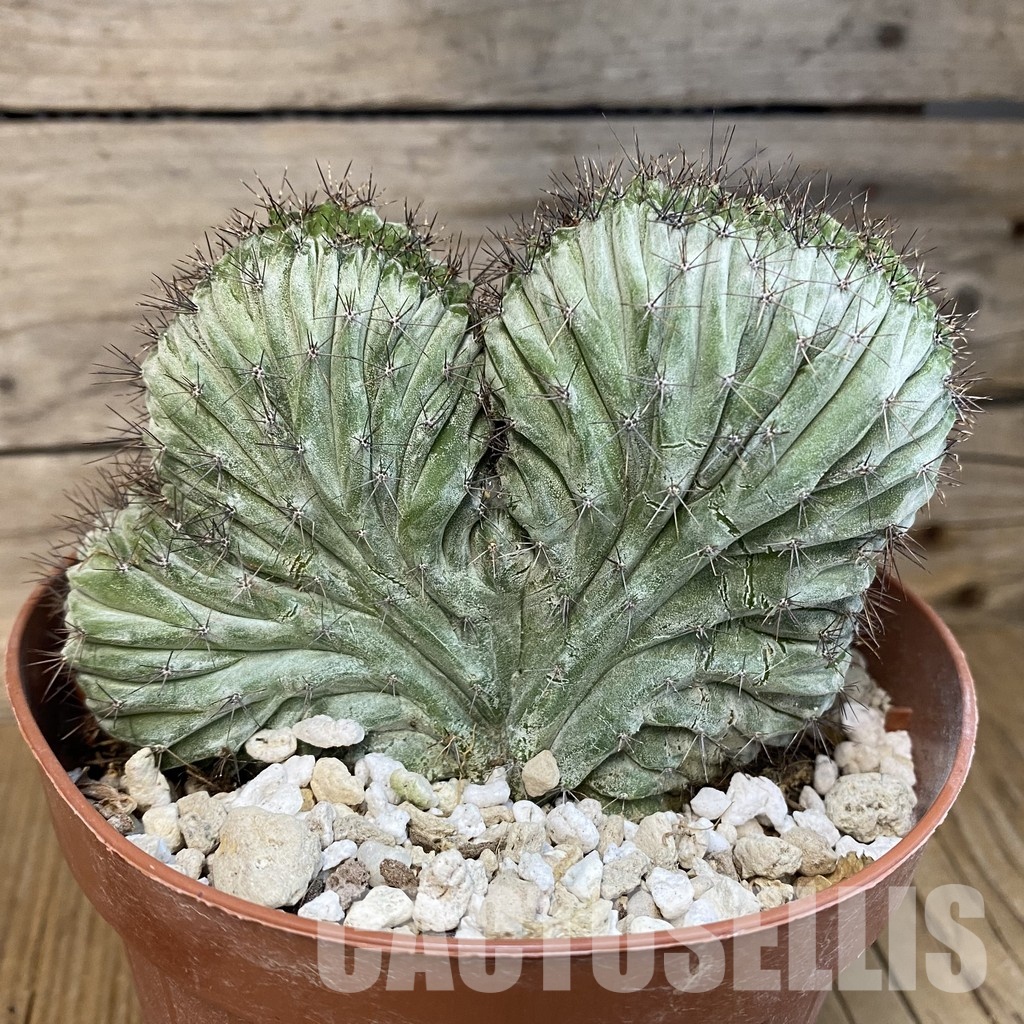 SH29817 Polaskia chichipe f. cristata - Image 2