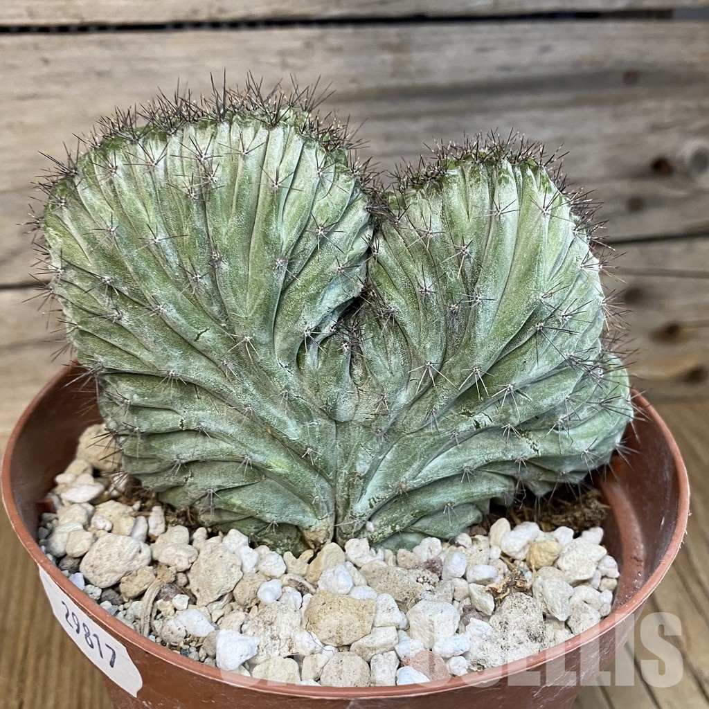 SH29817 Polaskia chichipe f. cristata - Image 3