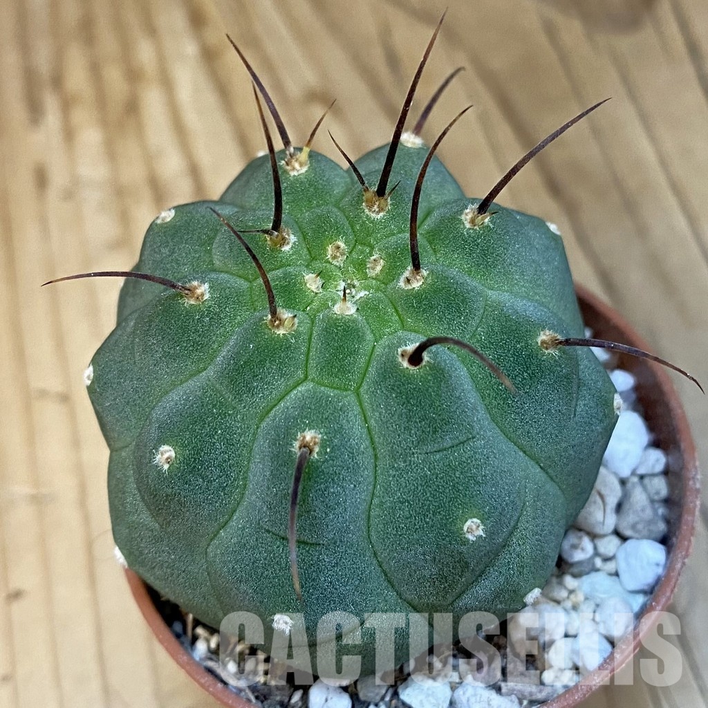 SH29827 Matucana madisoniorum