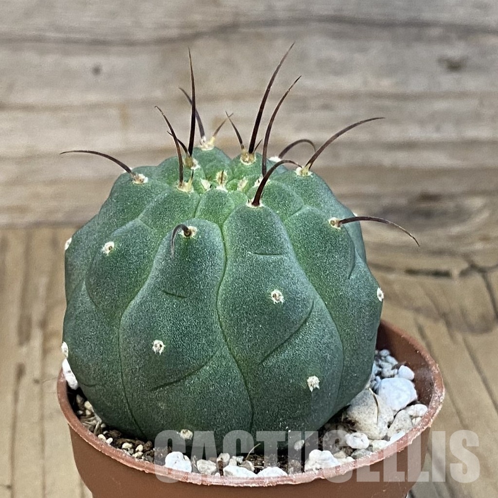SH29827 Matucana madisoniorum - Image 2