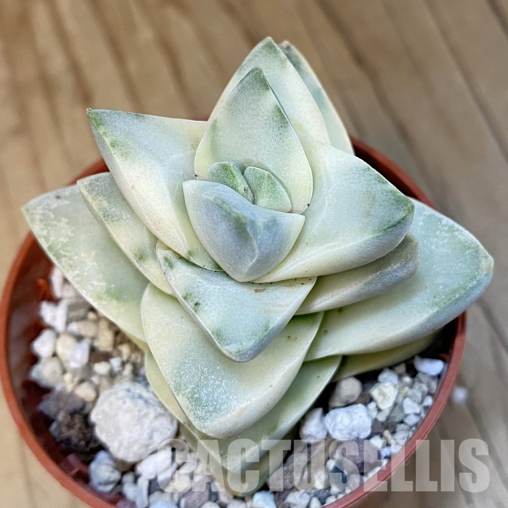 SH29829 Crassula 'Moonglow' f. variegata