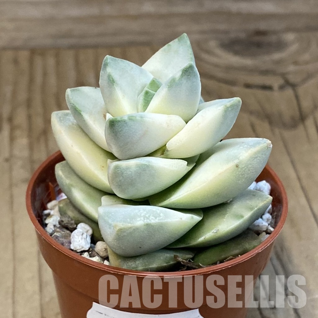 SH29829 Crassula 'Moonglow' f. variegata - Image 2