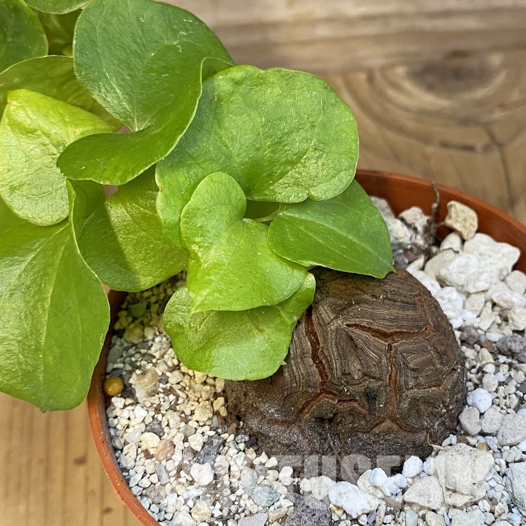 SH29831 Dioscorea elephantipes