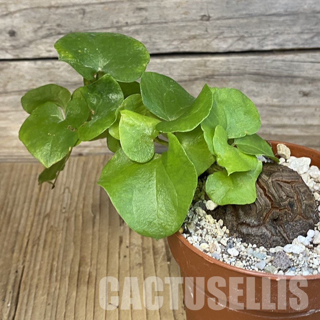 SH29831 Dioscorea elephantipes - Image 2