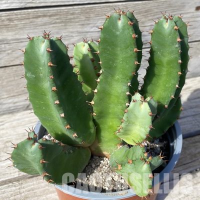 SH29832 Euphorbia resinifera