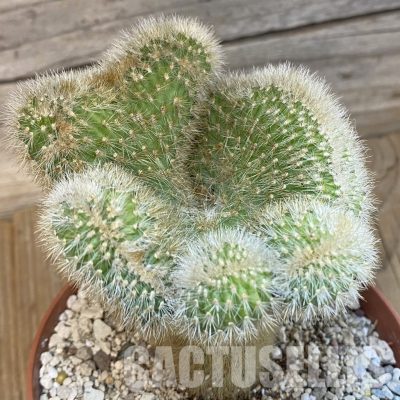 SH29783 Cleistocactus winteri f. cristata