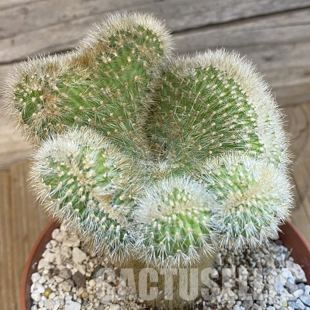 SH29783 Cleistocactus winteri f. cristata