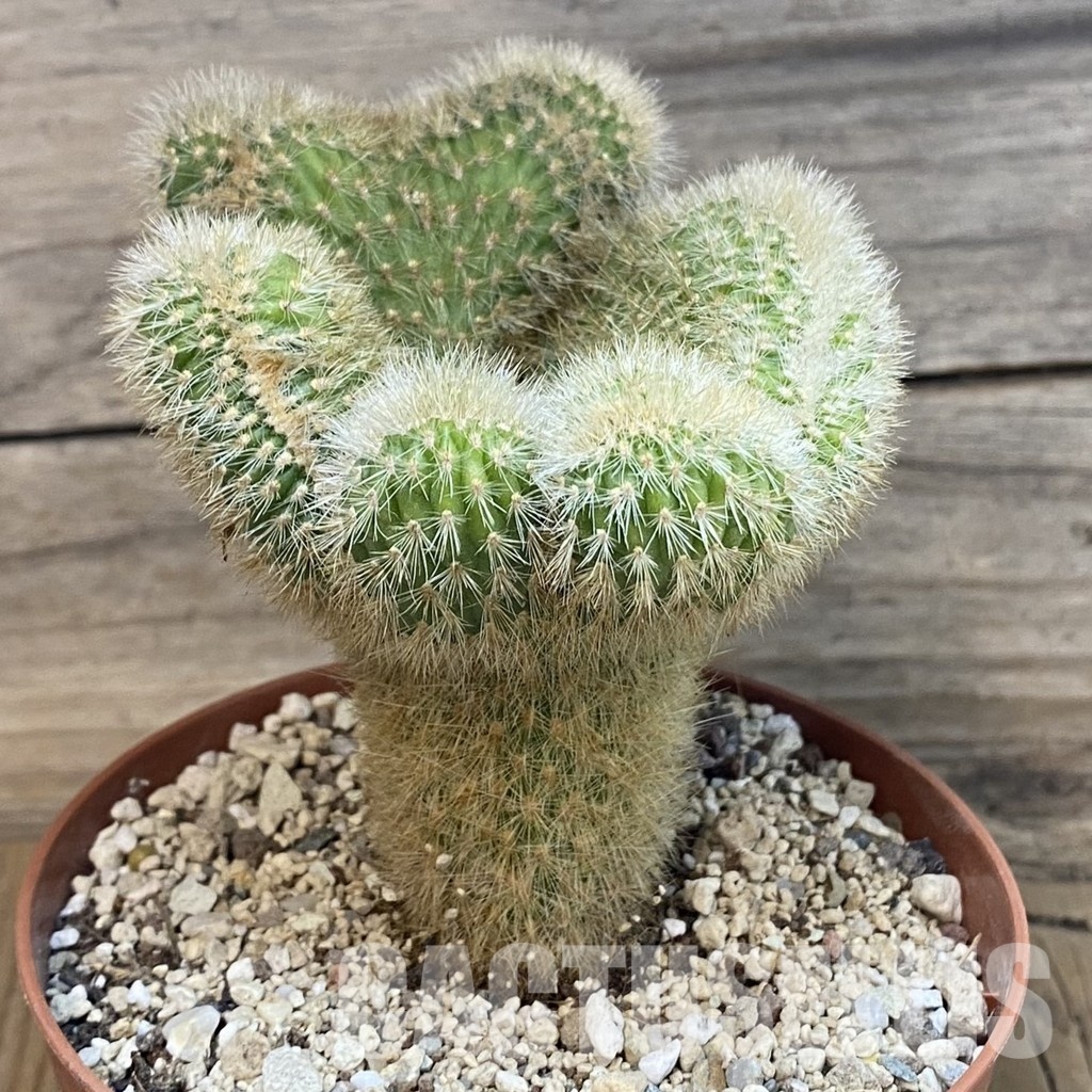 SH29783 Cleistocactus winteri f. cristata - Image 2