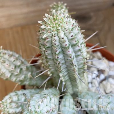 SHND29792 Euphorbia mammillaris f. variegata