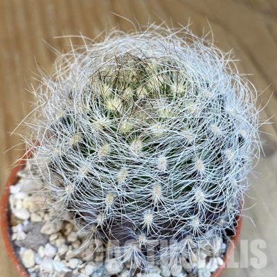 SHND29793 Neoporteria nidus, white spines