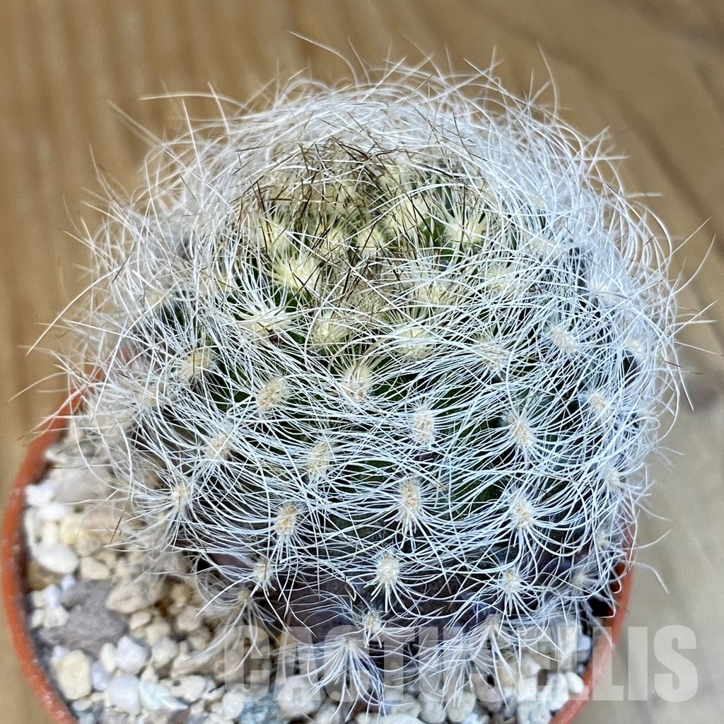 SHND29793 Neoporteria nidus, white spines