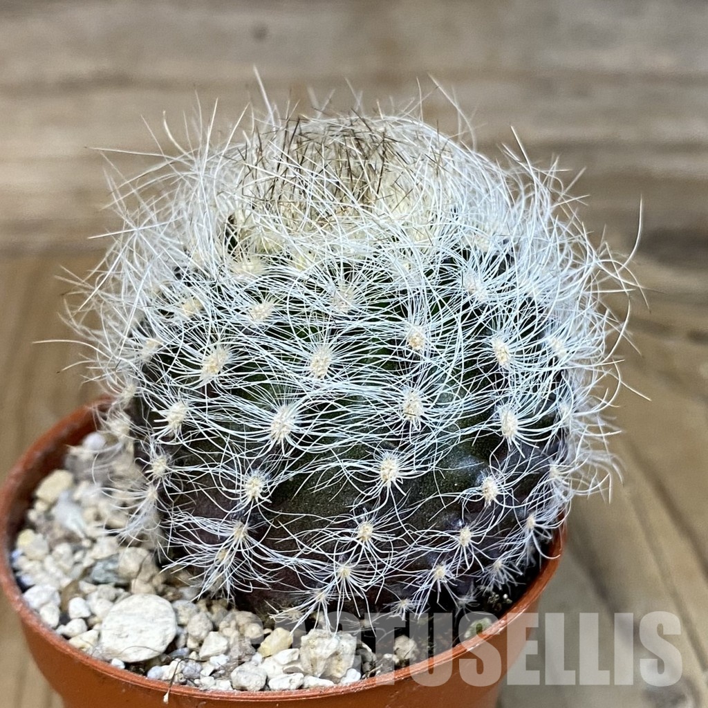 SHND29793 Neoporteria nidus, white spines - Image 2