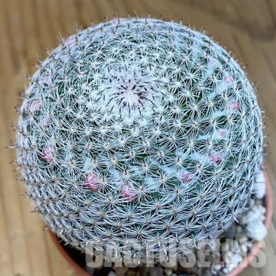 SHND29795 Mammillaria microthele v. superfina