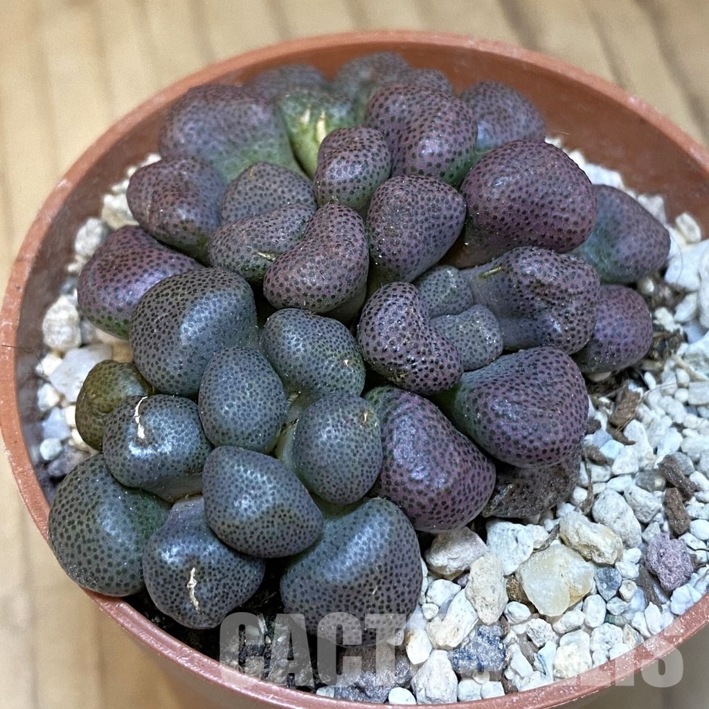 SHND29796 Aloinopsis schooneesii