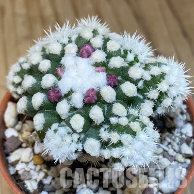 SHND29797 Mammillaria gracilis