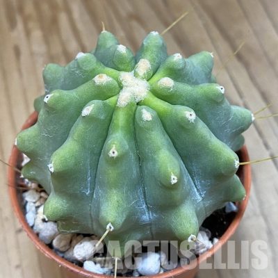 SHND29784 Ferocactus glaucescens f. inermis