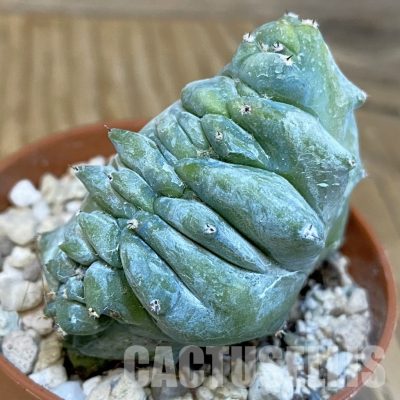 SHND29799 Myrtillocactus geometrizans f. cristata