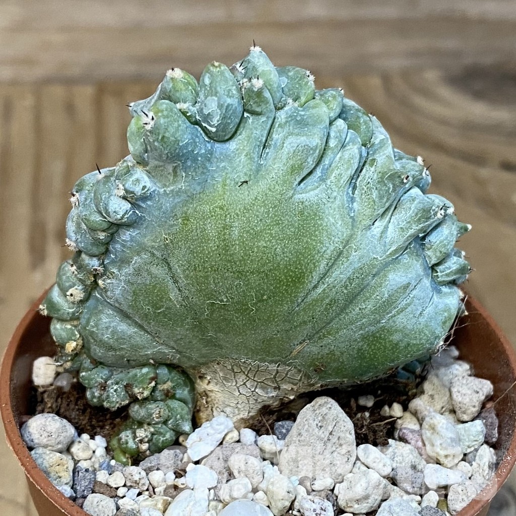 SHND29799 Myrtillocactus geometrizans f. cristata - Image 2