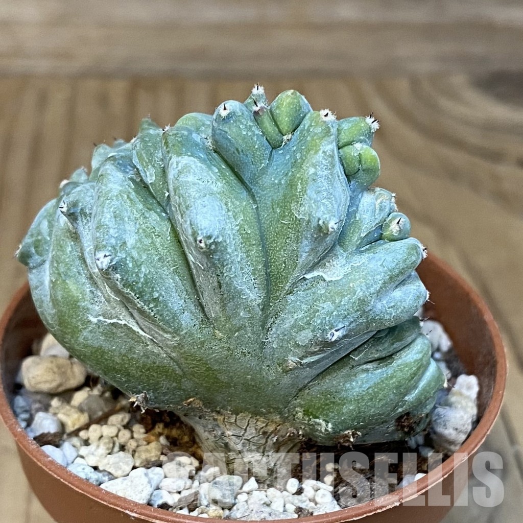 SHND29799 Myrtillocactus geometrizans f. cristata - Image 3