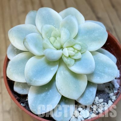 SHND29801 Sedum clavatum f.variegata