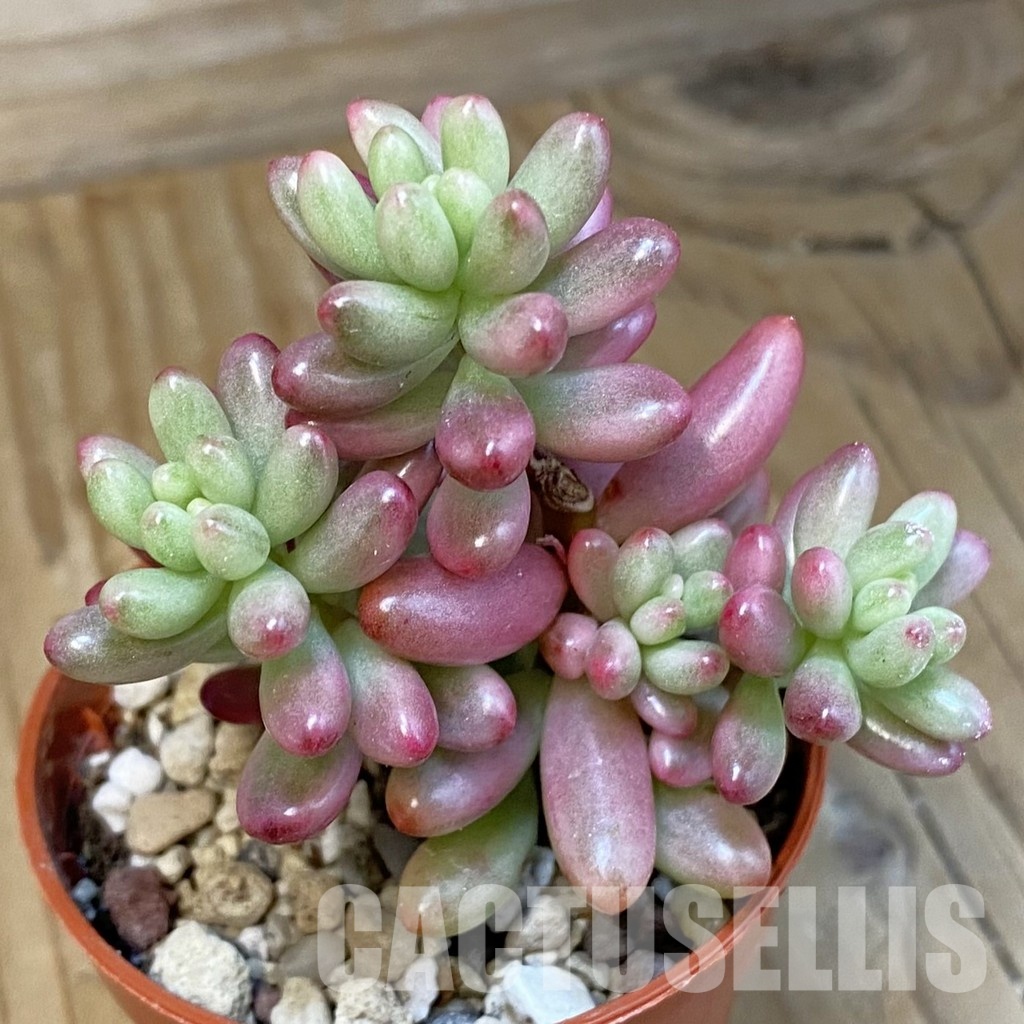 SHND29802 Sedum rubrotinctum 'Aurora'