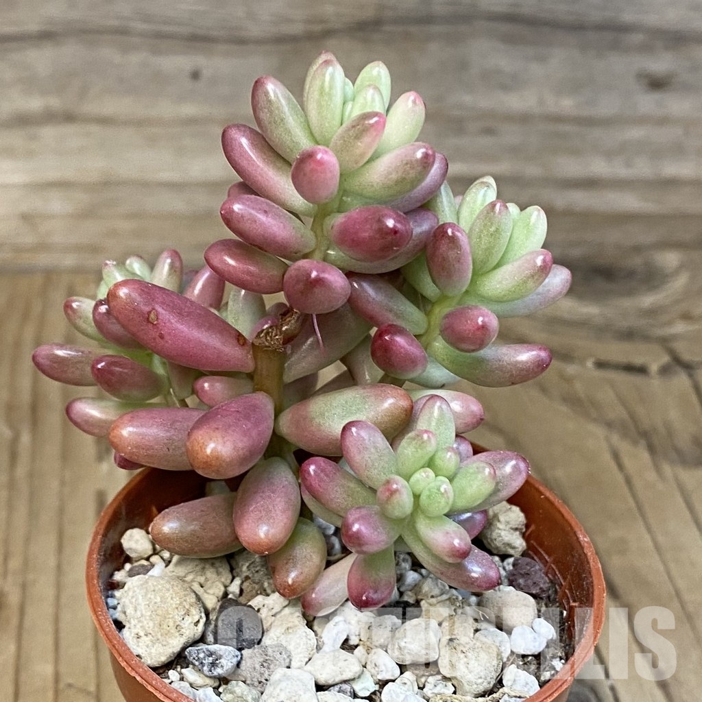 SHND29802 Sedum rubrotinctum 'Aurora' - Image 2