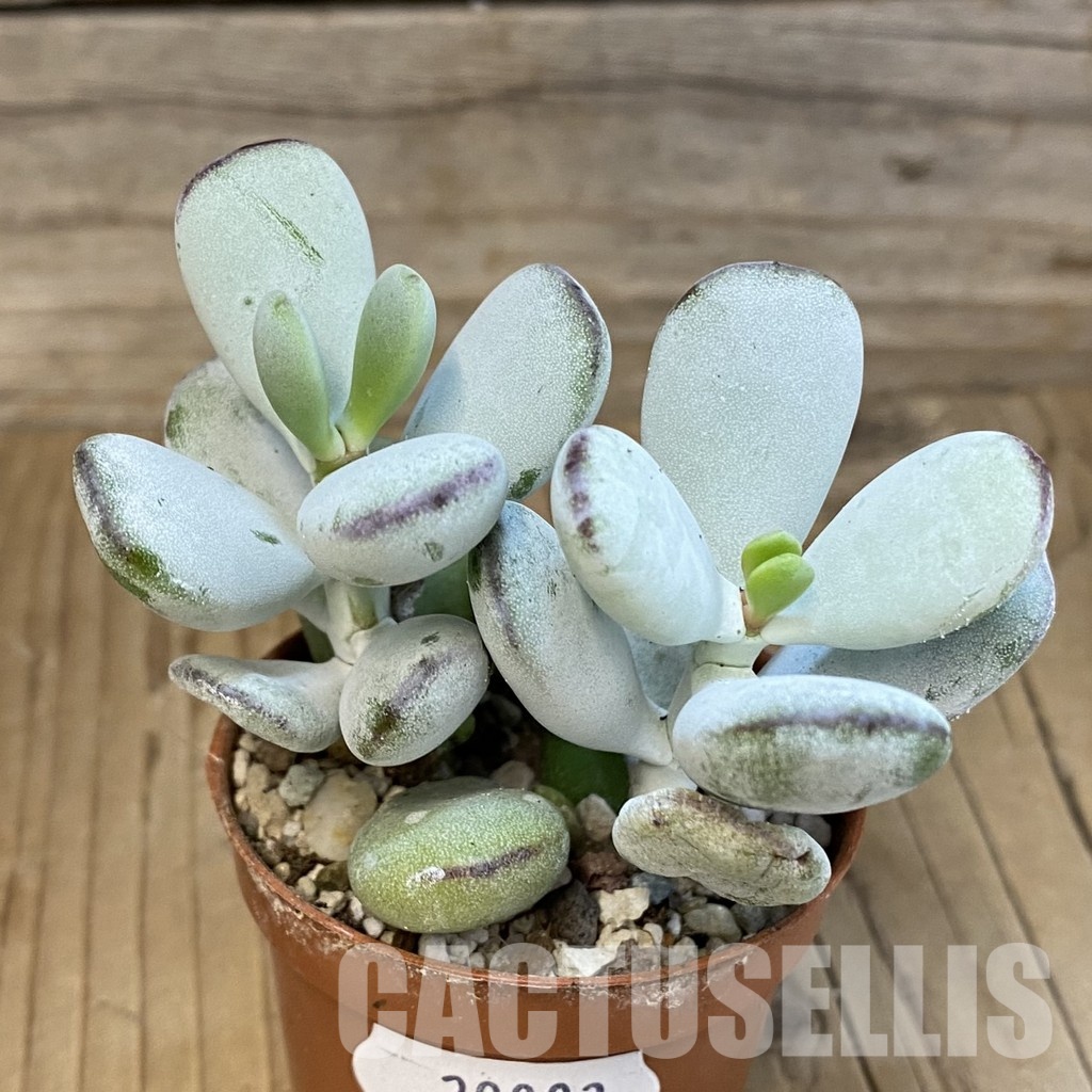 SHND29803 Cotyledon orbiculata 'Higginsiae' - Image 2
