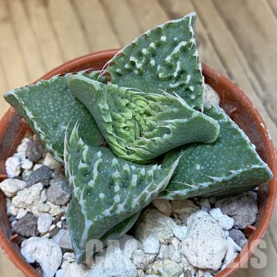 SHND29805 Faucaria tuberculosa