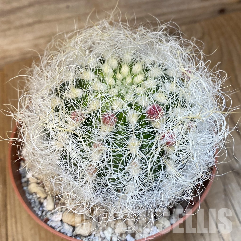 SH29808 Neoporteria nidus