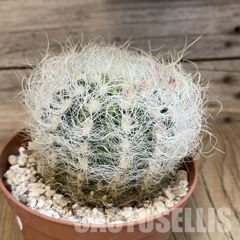 SH29808 Neoporteria nidus - Image 2
