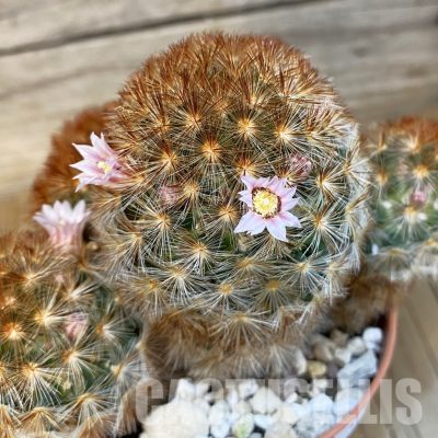 SH29812 Mammillaria carmenae v. rubrispina