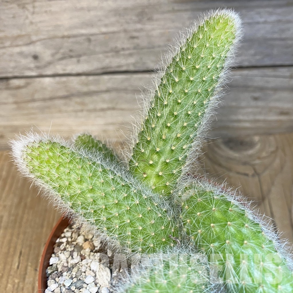 SH29813 Hildewintera colademononis