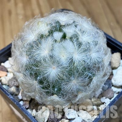 SH29931 Mammillaria plumosa