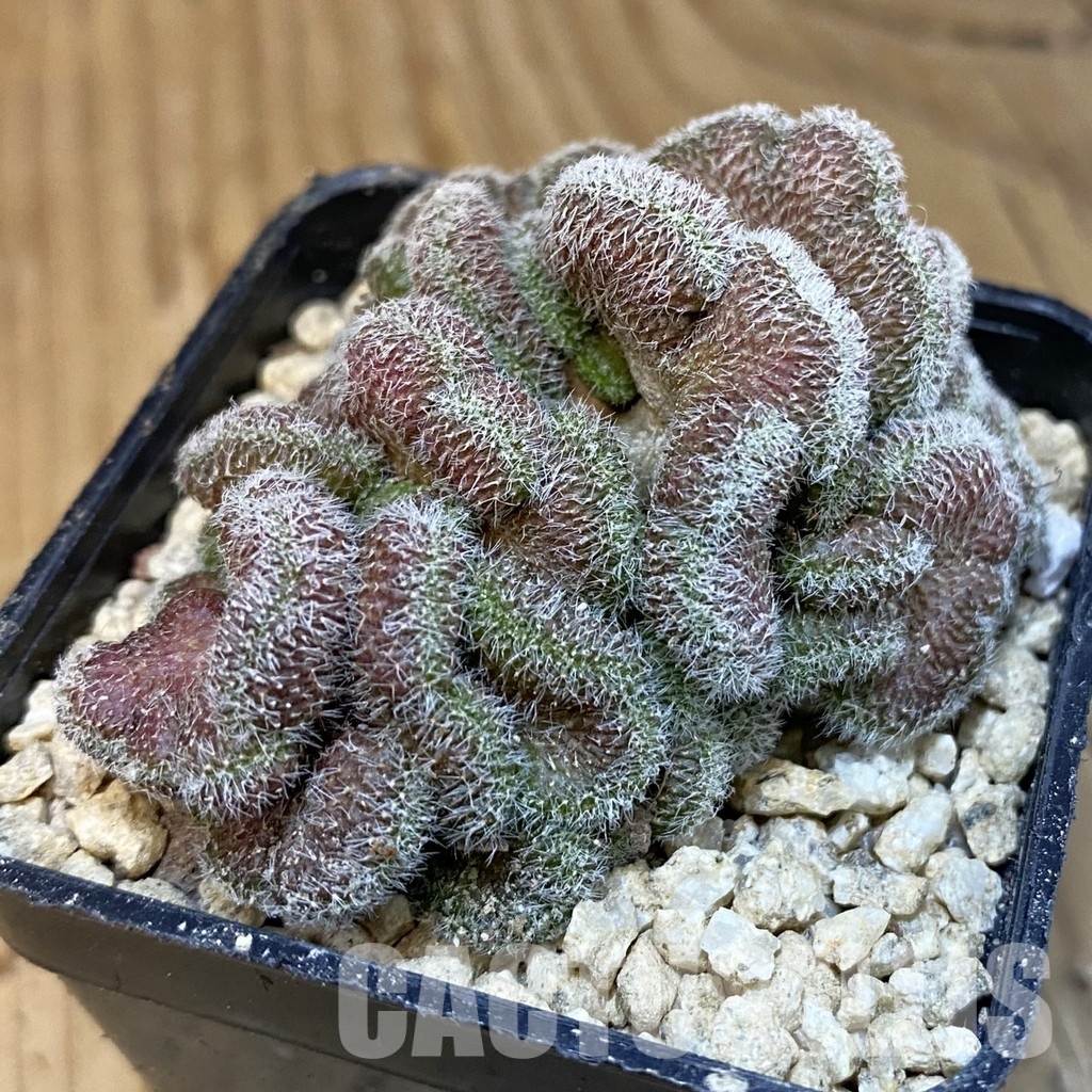 SH29933 Mammillaria compressa 'Yokan' f. cristata