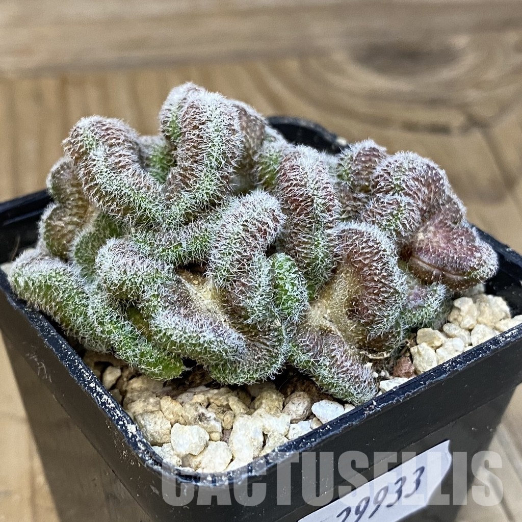 SH29933 Mammillaria compressa 'Yokan' f. cristata - Image 2