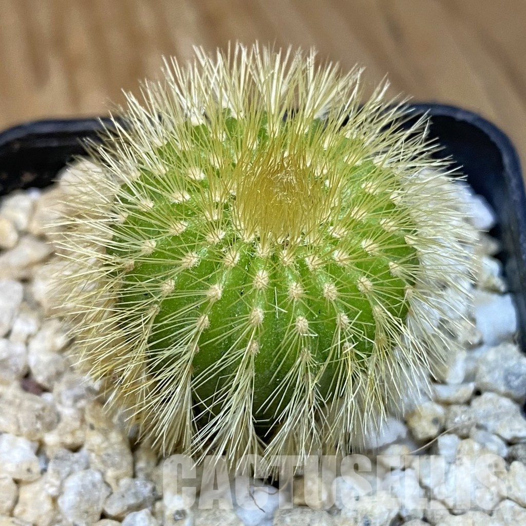 SH29934 Uebelmannia eriocactoides