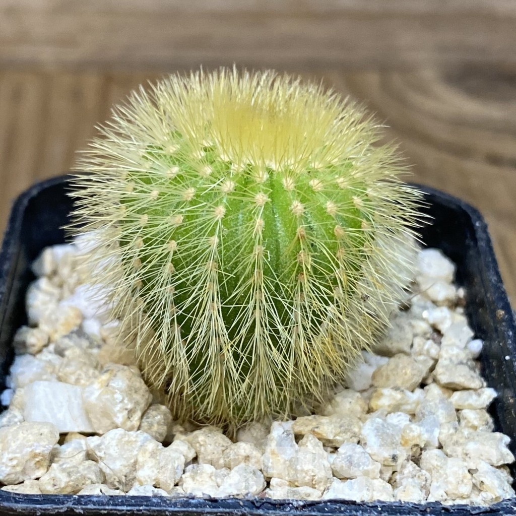 SH29934 Uebelmannia eriocactoides - Image 2