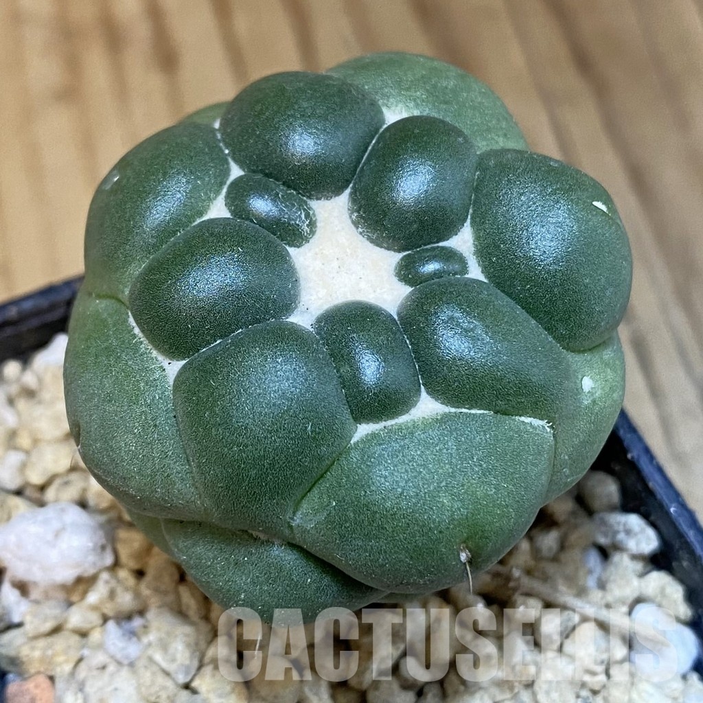 SH29940 Coryphantha elephantidens ‘inermis’