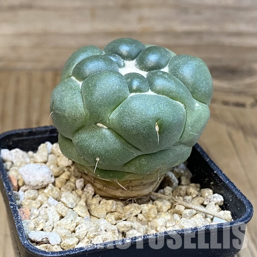 SH29940 Coryphantha elephantidens ‘inermis’ - Image 2