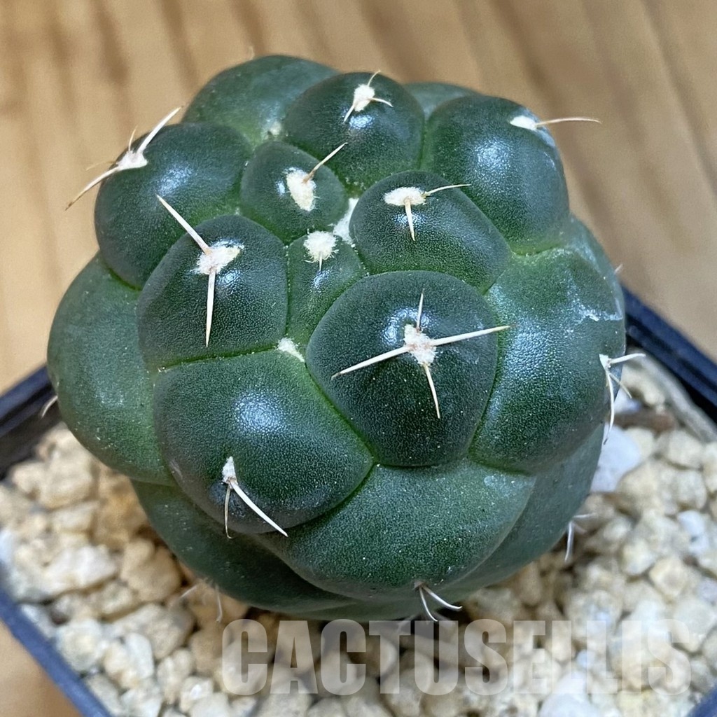 SH29941 Coryphantha elephantidens ‘inermis’