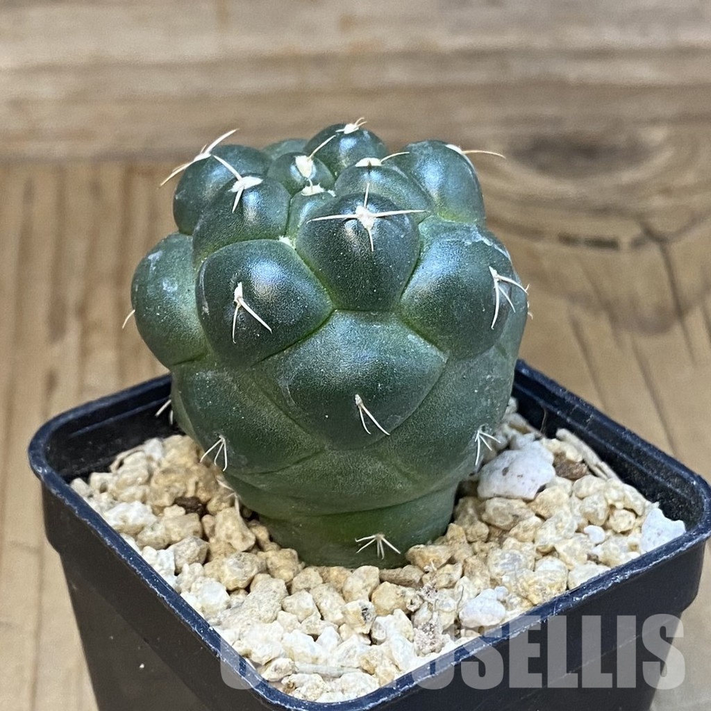 SH29941 Coryphantha elephantidens ‘inermis’ - Image 2