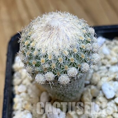 SH29944 Epithelantha micromeris v. polycephala