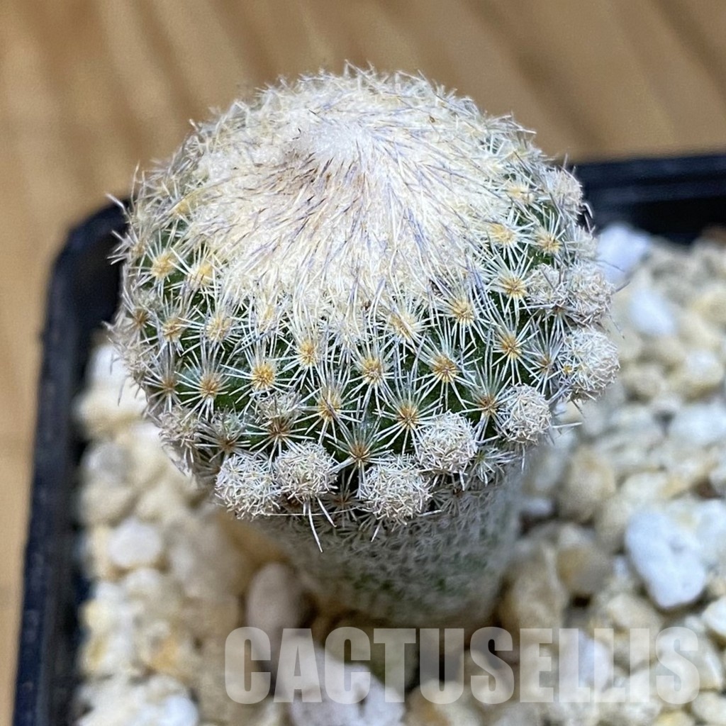 SH29944 Epithelantha micromeris v. polycephala