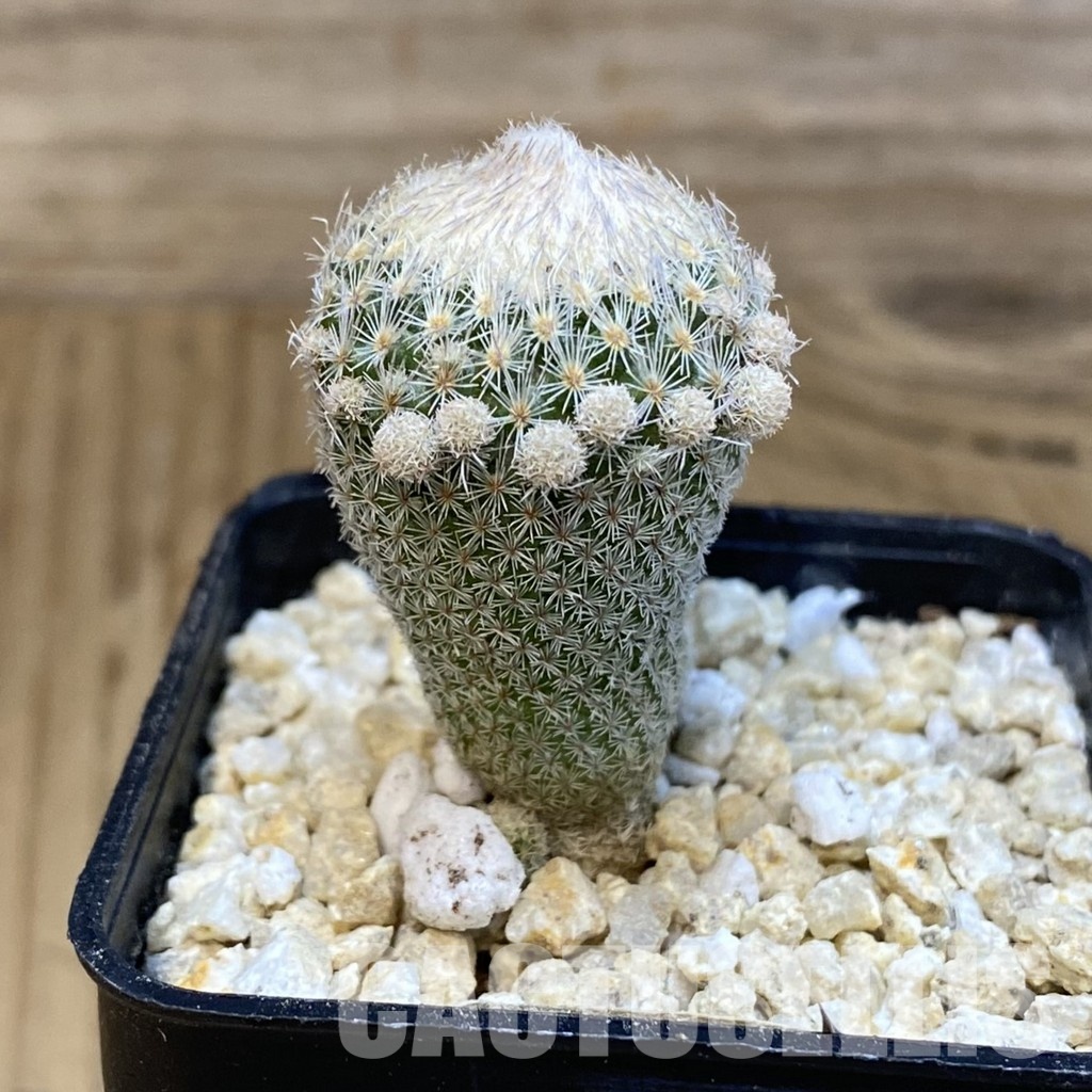 SH29944 Epithelantha micromeris v. polycephala - Image 2