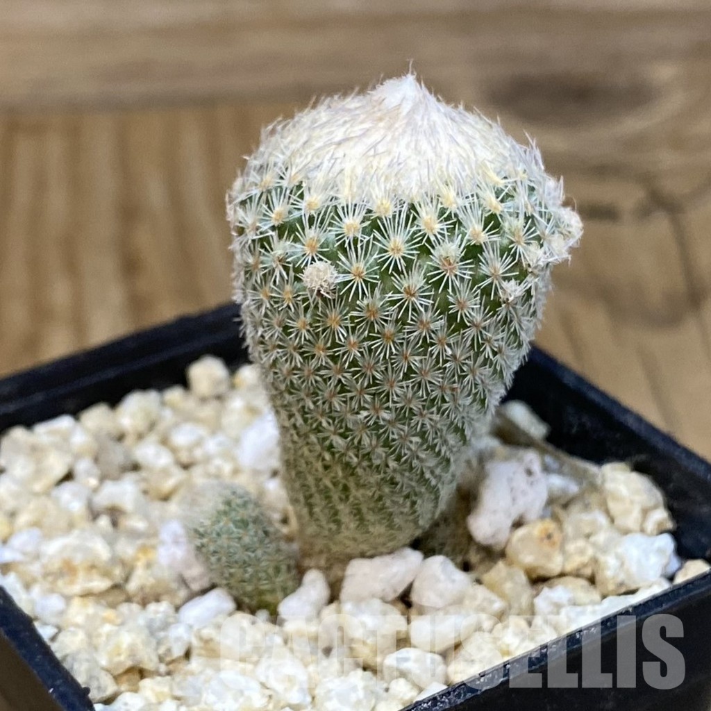 SH29944 Epithelantha micromeris v. polycephala - Image 3